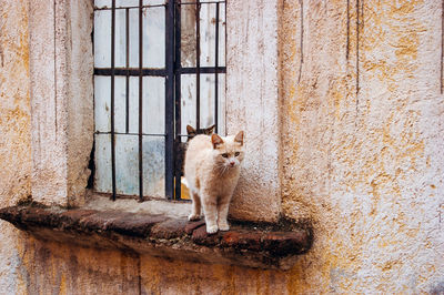 Portrait of cat sitting on window