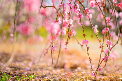 Close-up of pink cherry blossoms on field