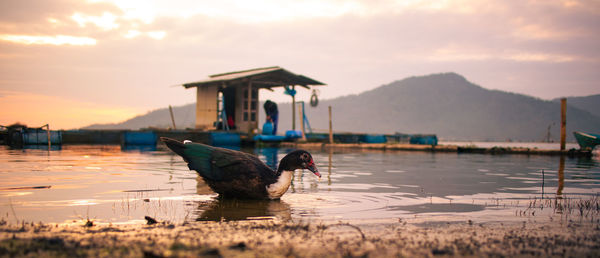 Bird in a lake