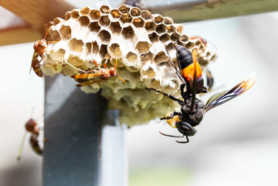 Close-up of bee pollinating