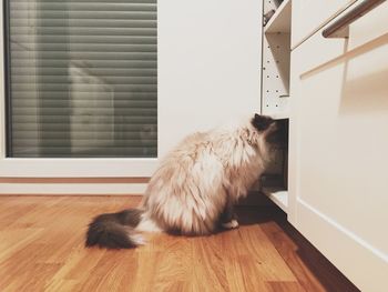 Cat lying on floor