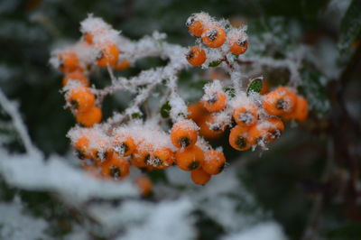 Close-up of frozen orange during winter