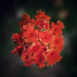 Close-up of red flower