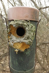 Close-up of birdhouse on tree trunk