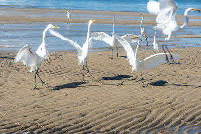 Several white herons on the edge of a beach. sea bird looking for food.