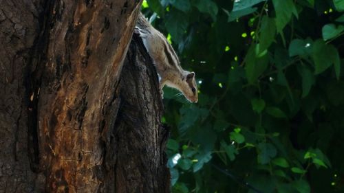 Close-up of lizard on tree trunk