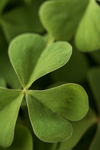 Close-up of succulent plant leaves