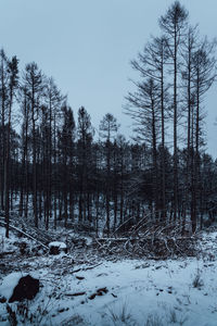 Trees on snow covered field against sky