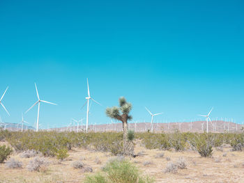 Plants on field against clear blue sky