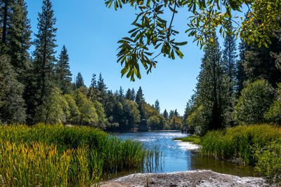 River amidst trees in forest against clear sky