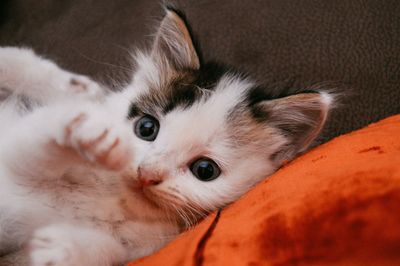 Close-up of kitten lying on sofa