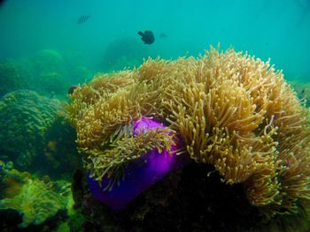 Close-up of coral in sea