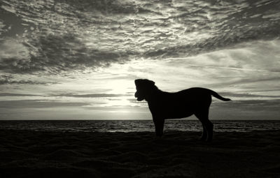 Dog standing on beach