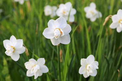 White daffodils spring garden background with soft selective focus