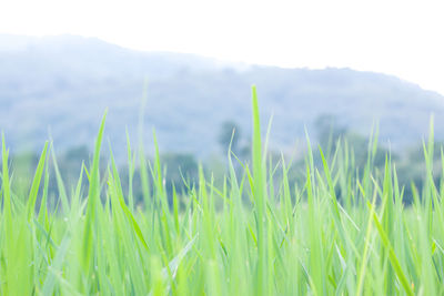 Close-up of grass in field