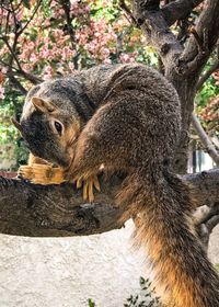 Lizard on tree