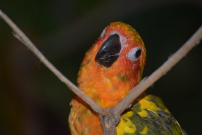 Close-up of parrot perching on branch