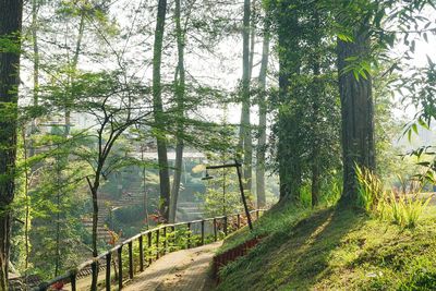 Trees growing in forest