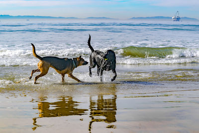 Dog running on beach by sea against sky