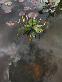 High angle view of leaves floating on lake