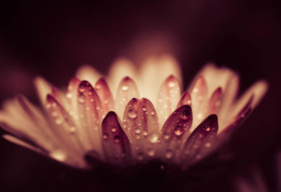 Close-up of water drops on flower against blurred background