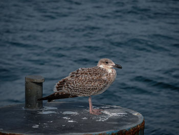 Close-up of seagull perching on wooden post in sea