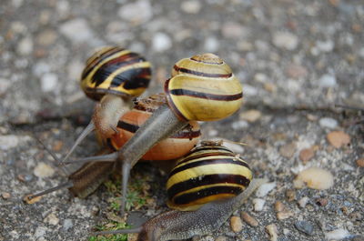 Close-up of insect