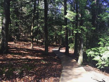 Trees in forest