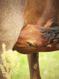 Close-up of horse