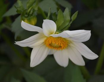 Close-up of flower