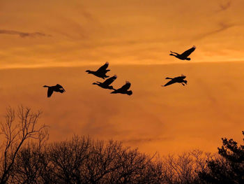 Low angle view of silhouette of birds flying against sky during sunset
