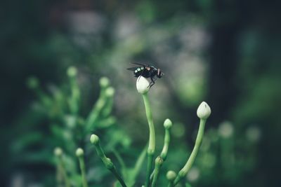 Close-up of insect on flower