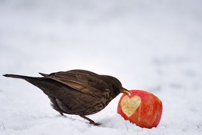 Close-up of bird by apple in snow