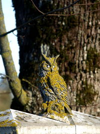 Close-up of bird perching on branch