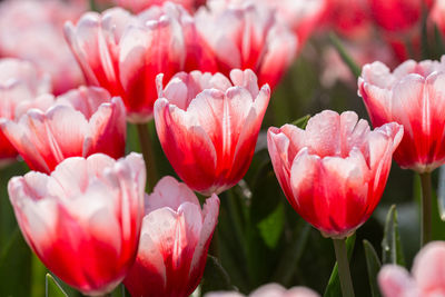 Close-up of pink tulips