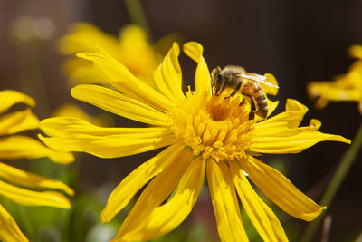 Bee collecting nectar from a yellow daisy on a sunny day