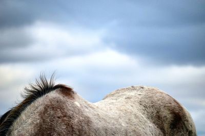 Cropped image of appaloosa against cloudy sky