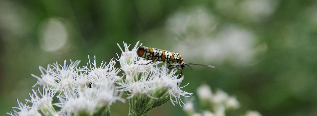 one animal, animals in the wild, animal themes, insect, wildlife, flower, close-up, fragility, plant, growth, beauty in nature, freshness, nature, focus on foreground, selective focus, day, pollination, springtime, flower head, outdoors, petal, symbiotic relationship, in bloom