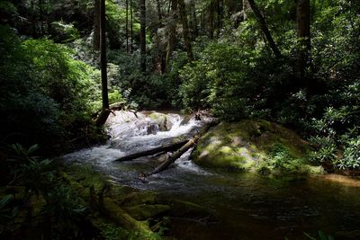 Stream amidst trees in forest