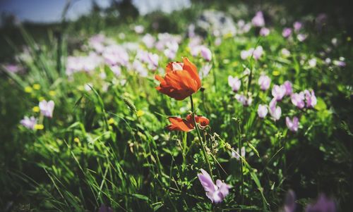 Close-up of red poppy growing outdoors