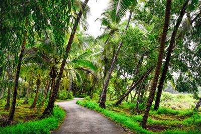 Empty road amidst trees and plants