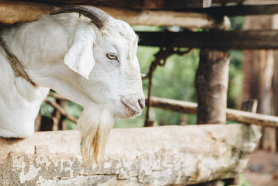 Close-up of goat