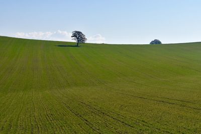 Scenic view of agricultural field against clear sky