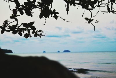 Close-up of silhouette tree by sea against sky