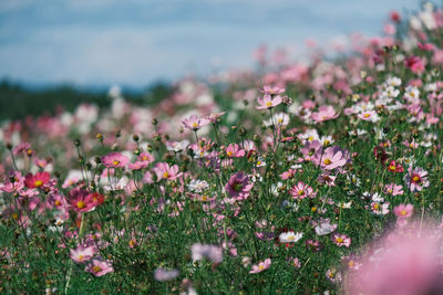 Close-up of pink flowering plants on land