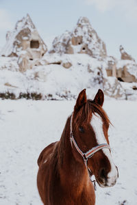 Close-up of a horse on snow