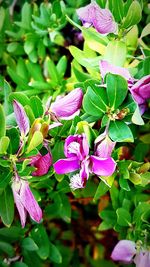 Close-up of purple flowers blooming outdoors