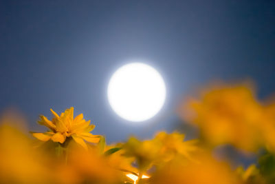 Low angle view of yellow flower against sky