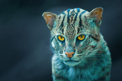 Portrait photography of fishing cat - prionailurus viverrinus - a medium-sized wild cat.