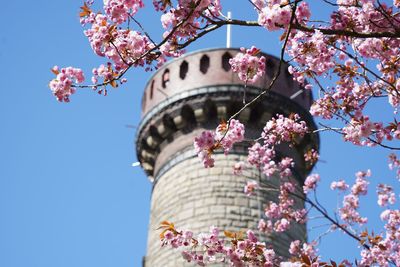 Low angle view to cherry blossoms on tree against tower and blue sky